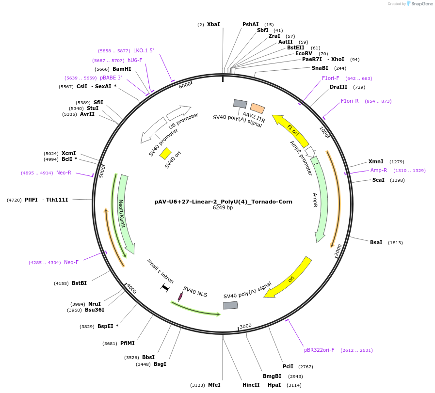 159490-plasmid-map-sequence-id-311768