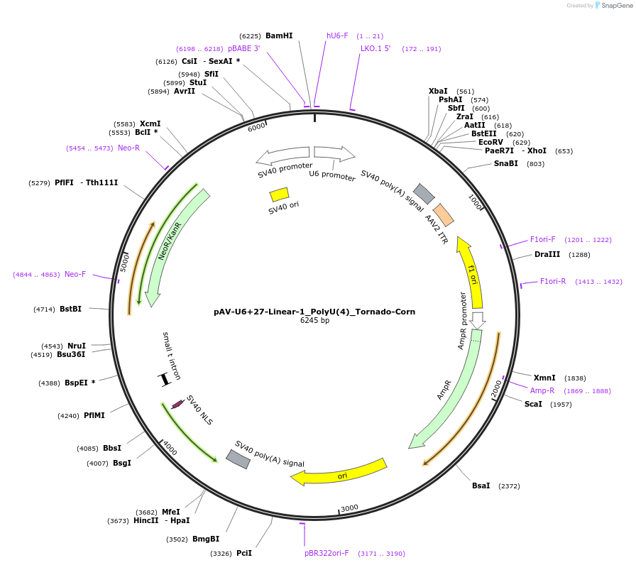 159482-plasmid-map-sequence-id-311769