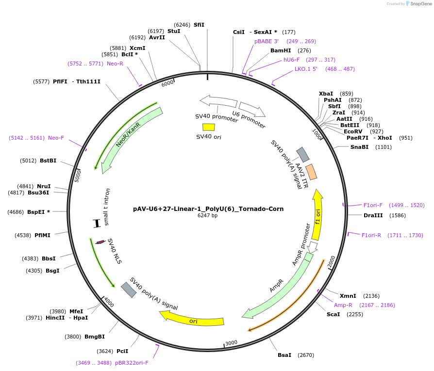 159484-plasmid-map-sequence-id-311770