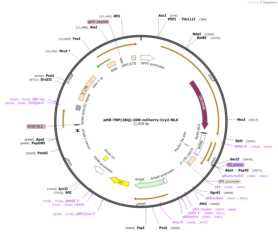 145269-plasmid-map-sequence-id-311772