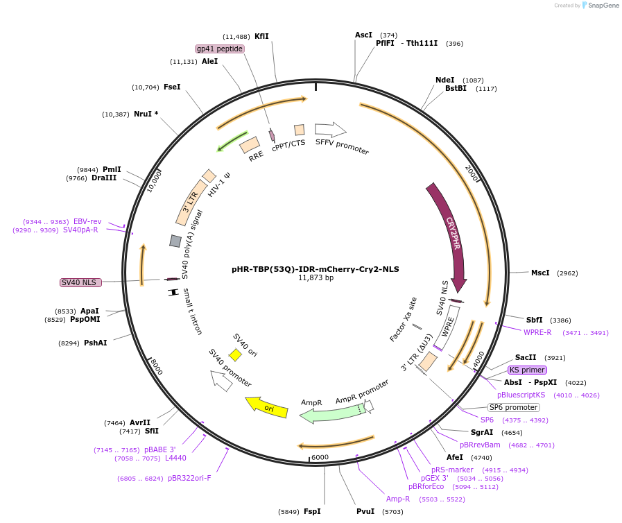 145270-plasmid-map-sequence-id-311773