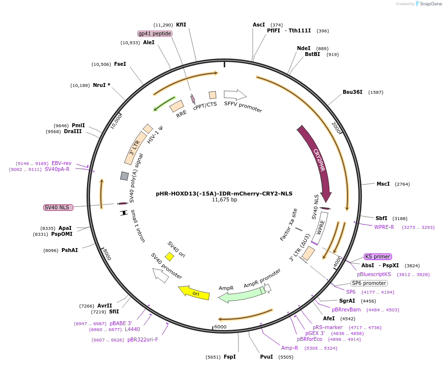 145272-plasmid-map-sequence-id-311776
