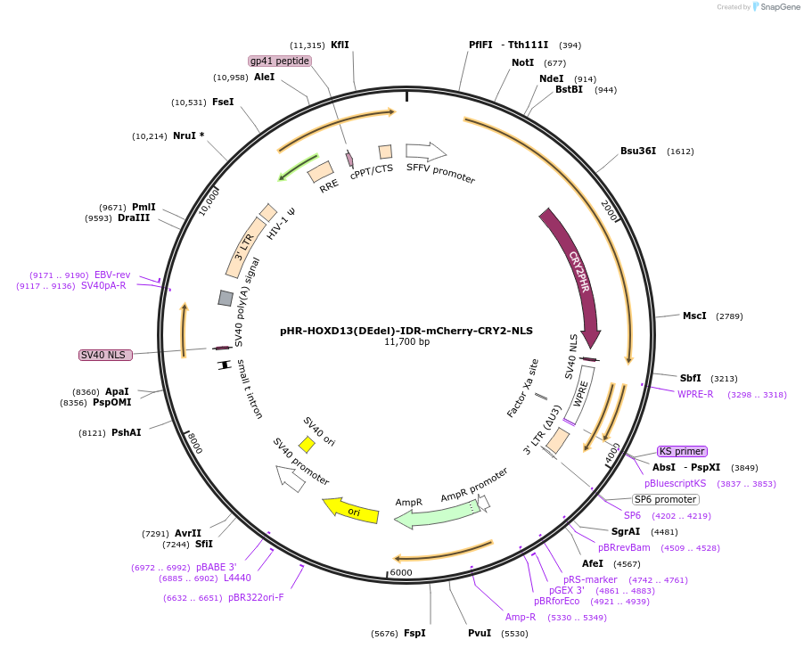145273-plasmid-map-sequence-id-311779
