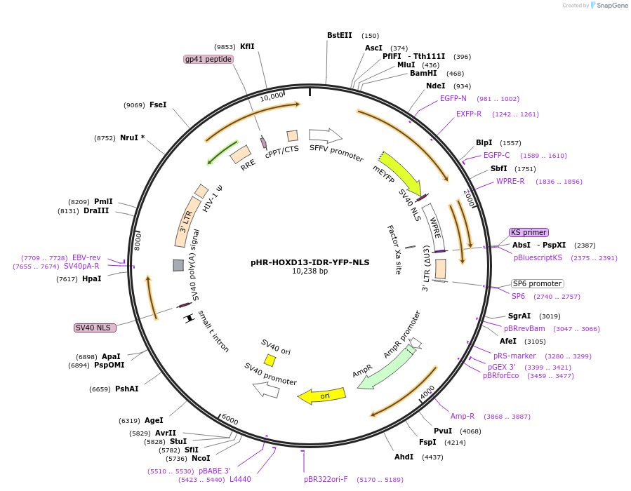 145277-plasmid-map-sequence-id-311788