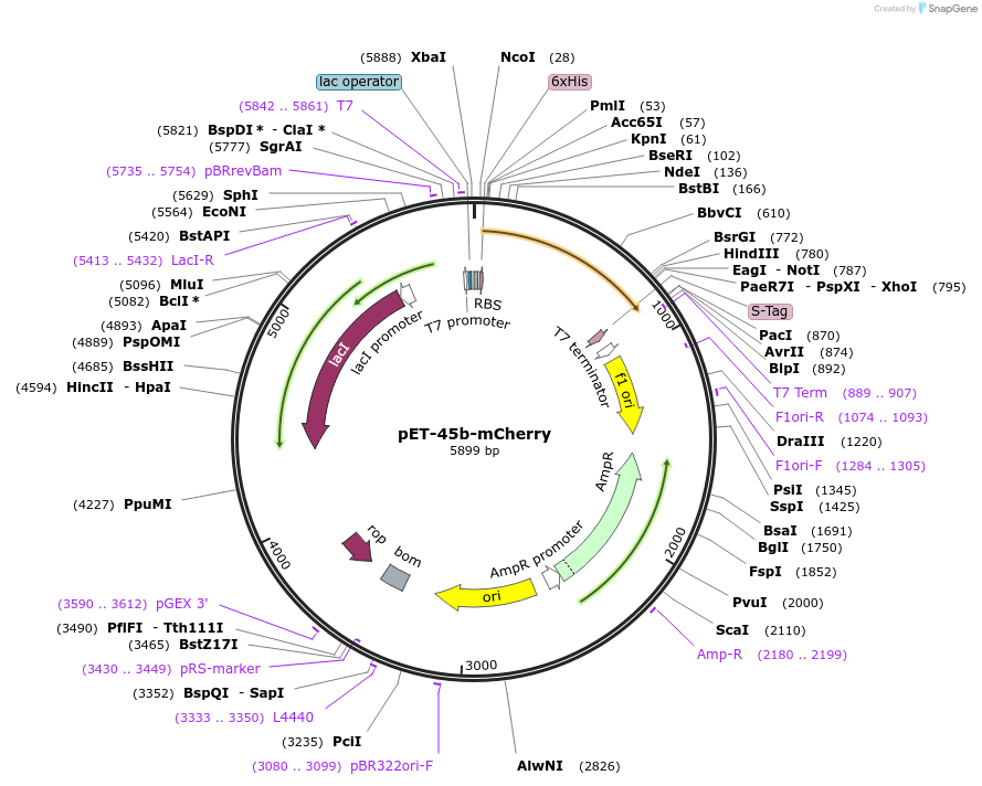 145279-plasmid-map-sequence-id-311789