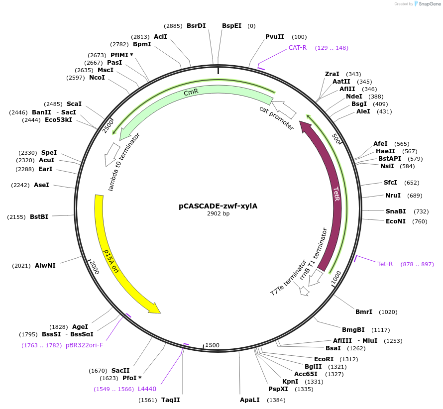 158614-plasmid-map-sequence-id-311791