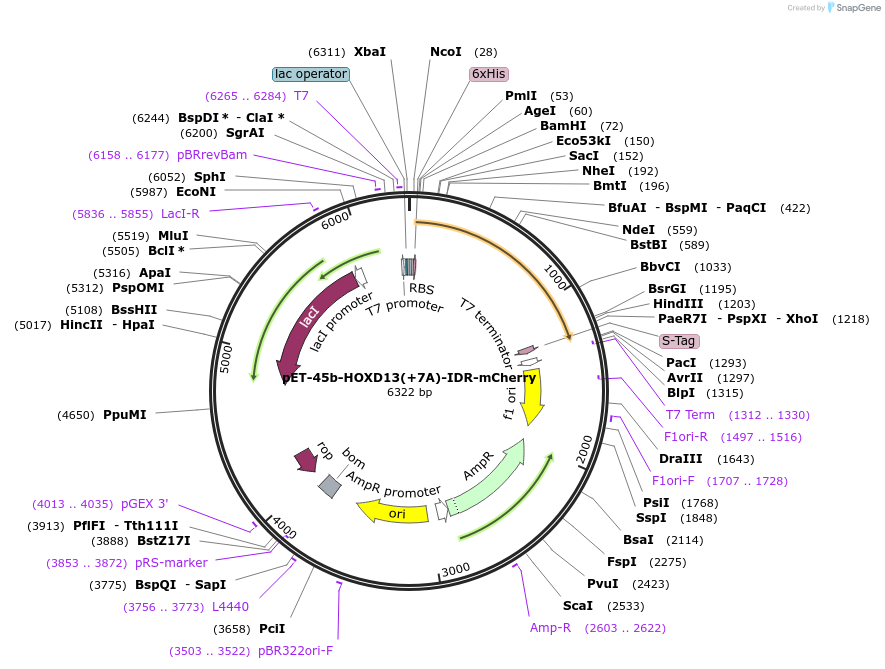 145281-plasmid-map-sequence-id-311793