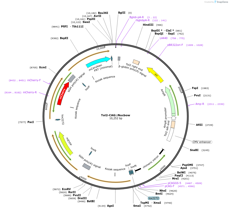 158992-plasmid-map-sequence-id-311797