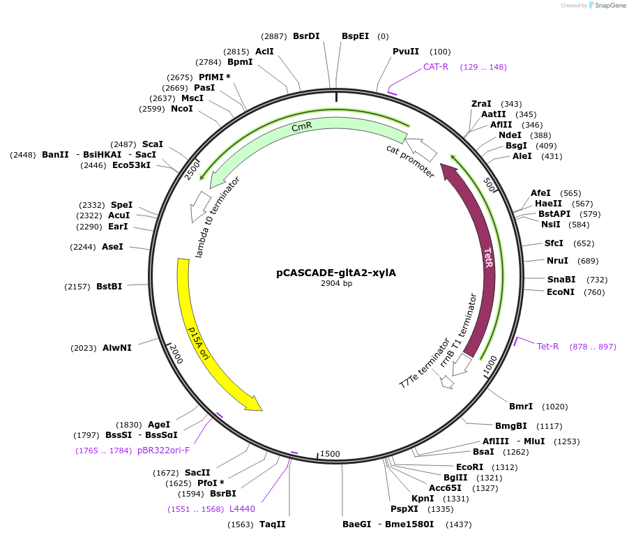 158613-plasmid-map-sequence-id-311798