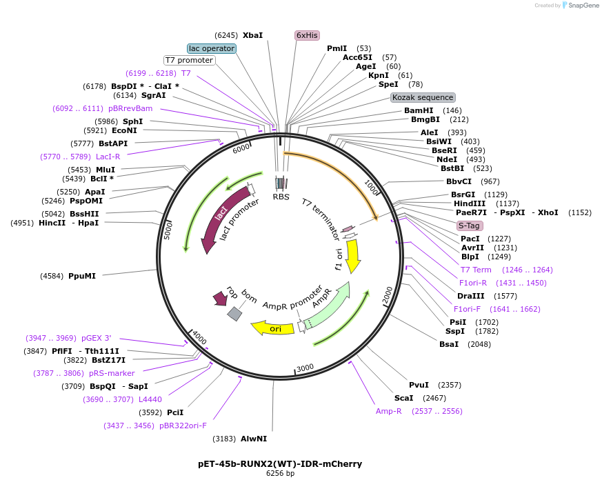 145286-plasmid-map-sequence-id-311806