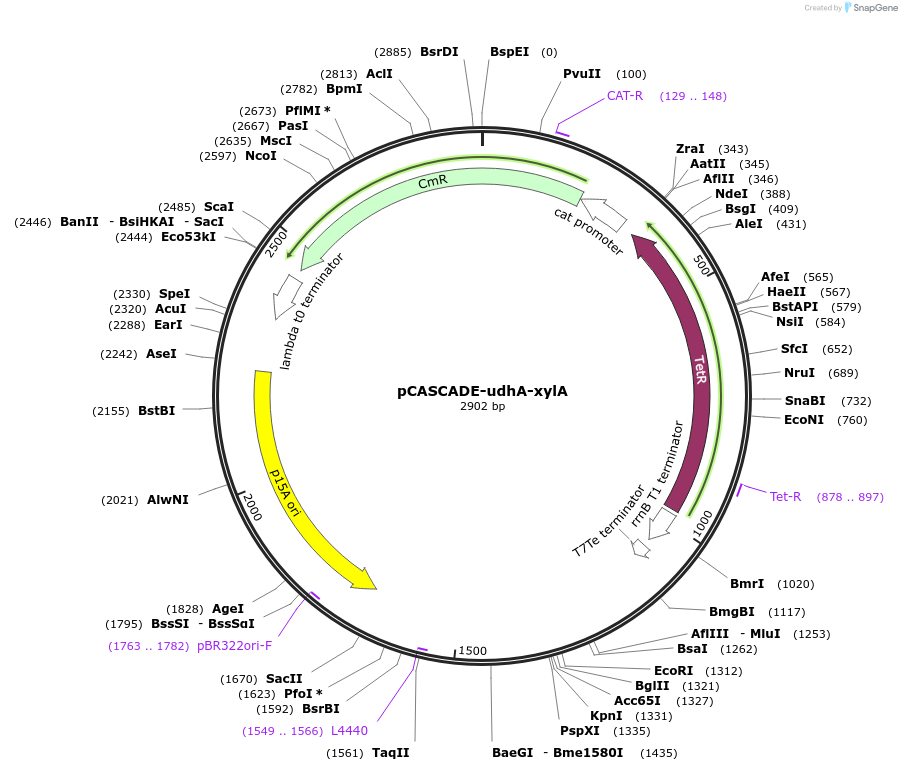 158612-plasmid-map-sequence-id-311808