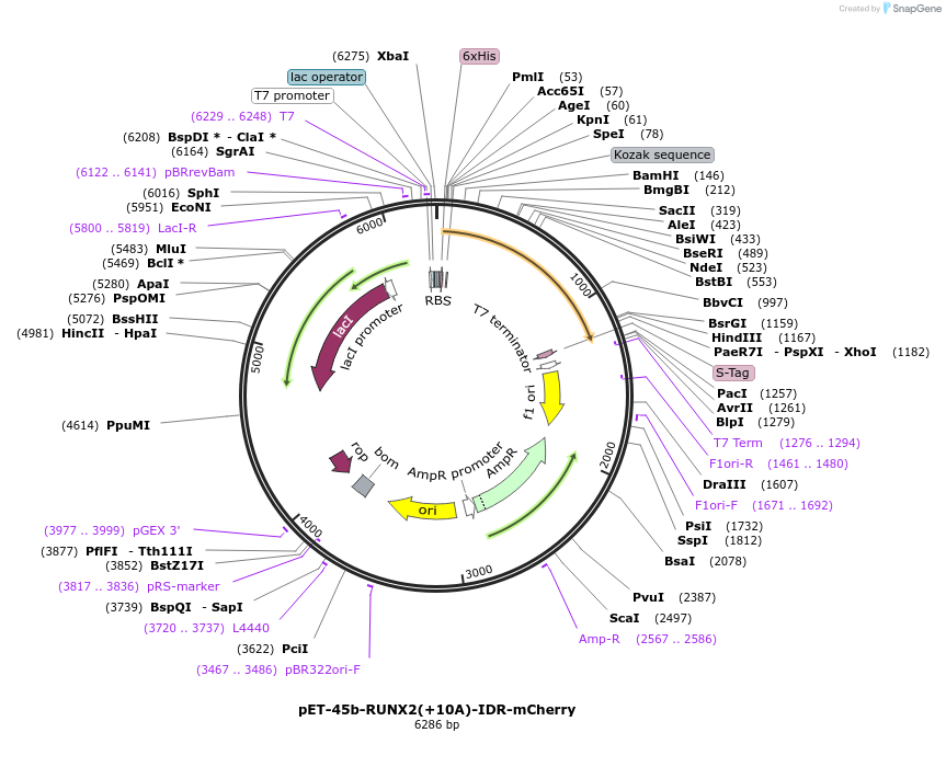 145287-plasmid-map-sequence-id-311809