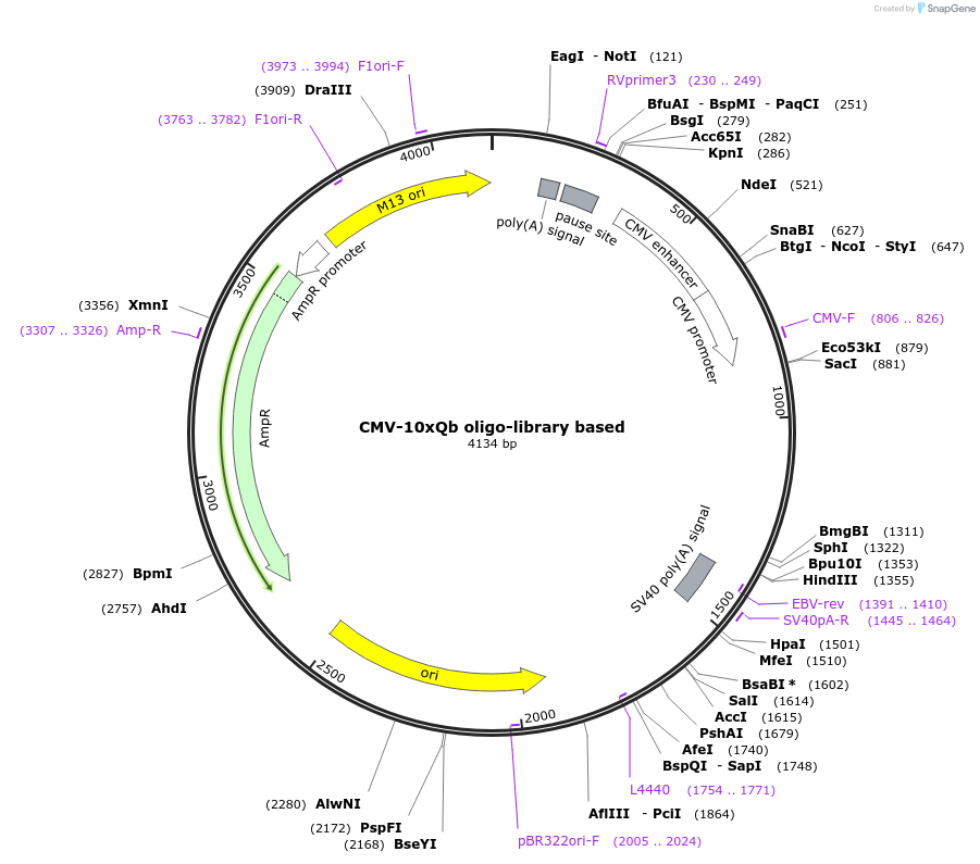 158201-plasmid-map-sequence-id-311814