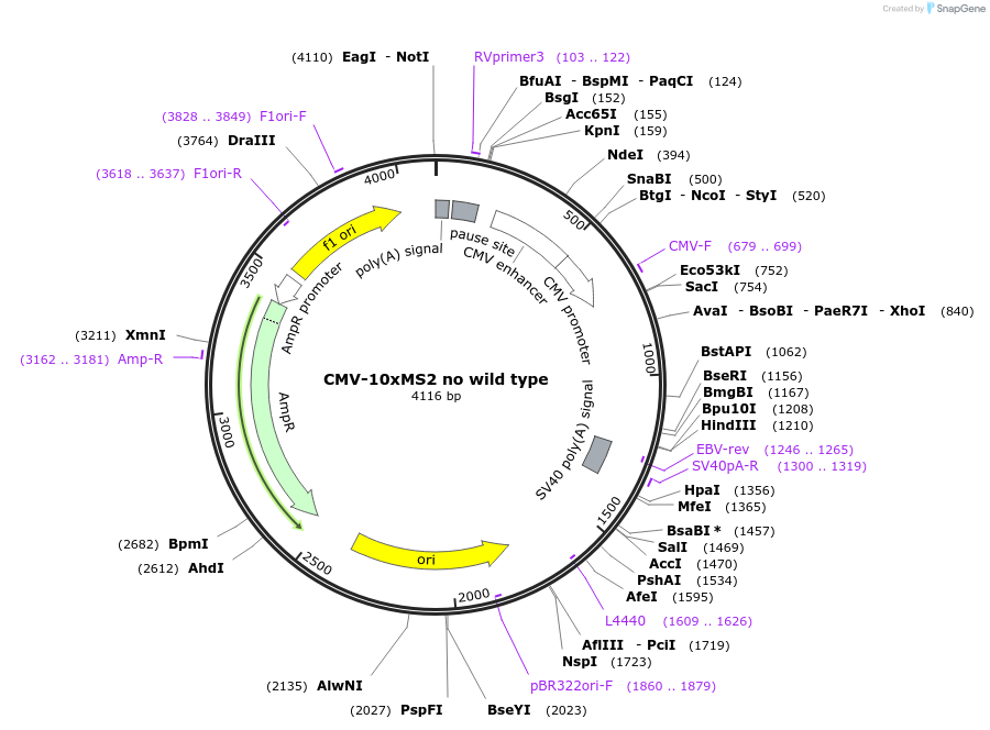 158204-plasmid-map-sequence-id-311816