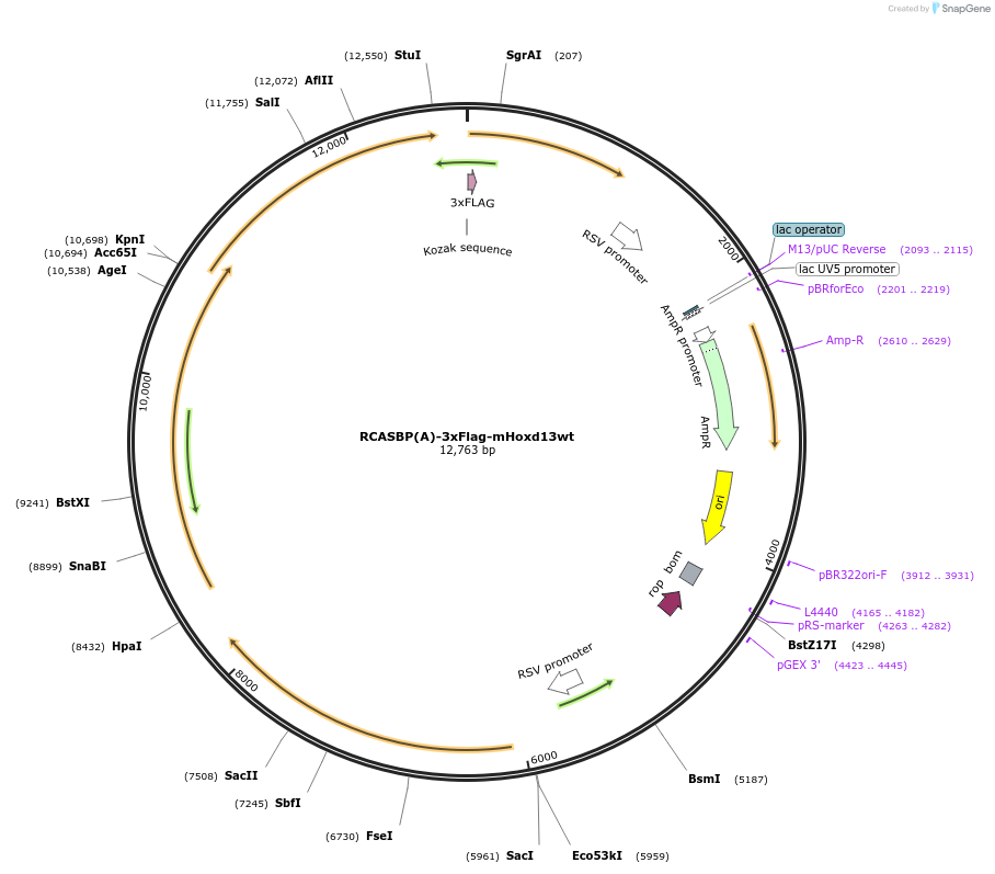 145288-plasmid-map-sequence-id-311826
