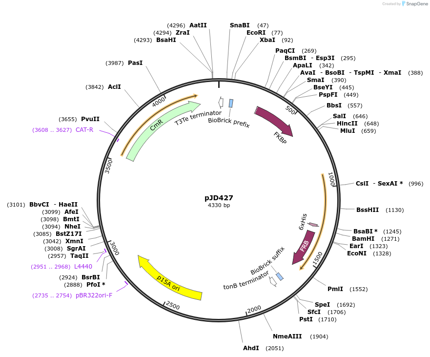 154371-plasmid-map-sequence-id-311827