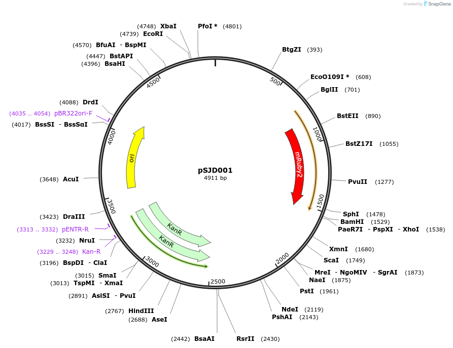 158589-plasmid-map-sequence-id-311855