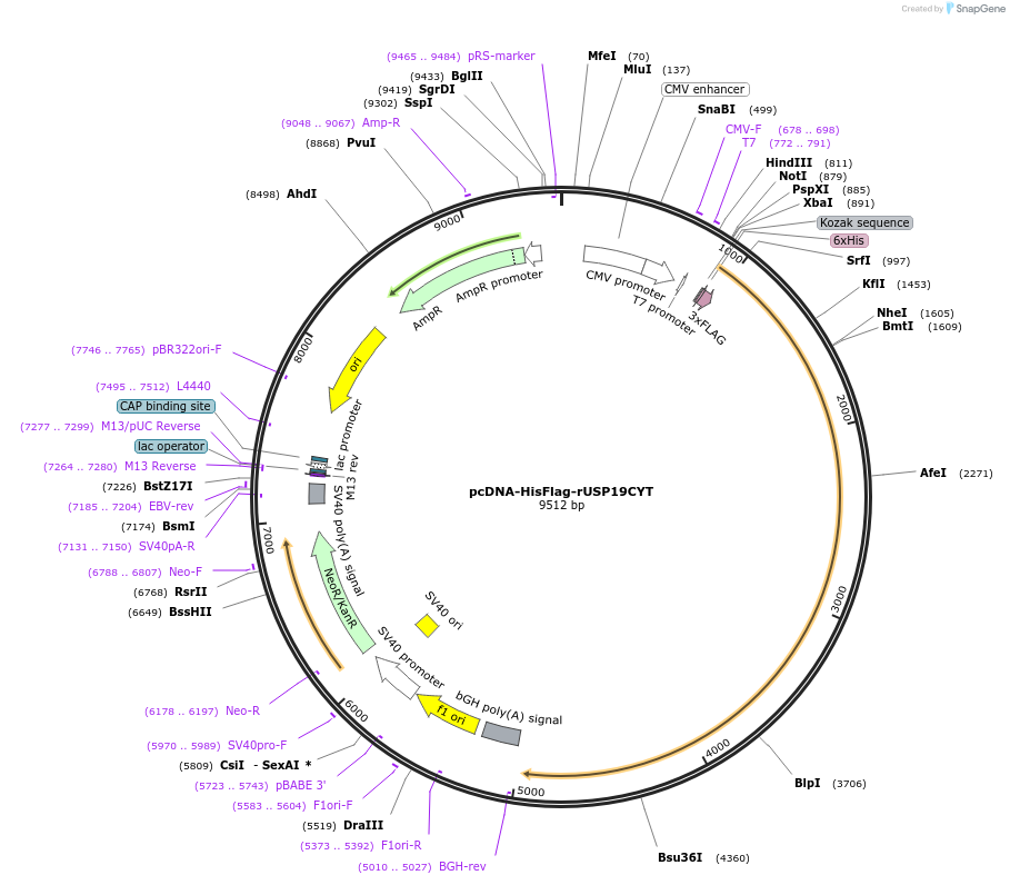 155238-plasmid-map-sequence-id-311857