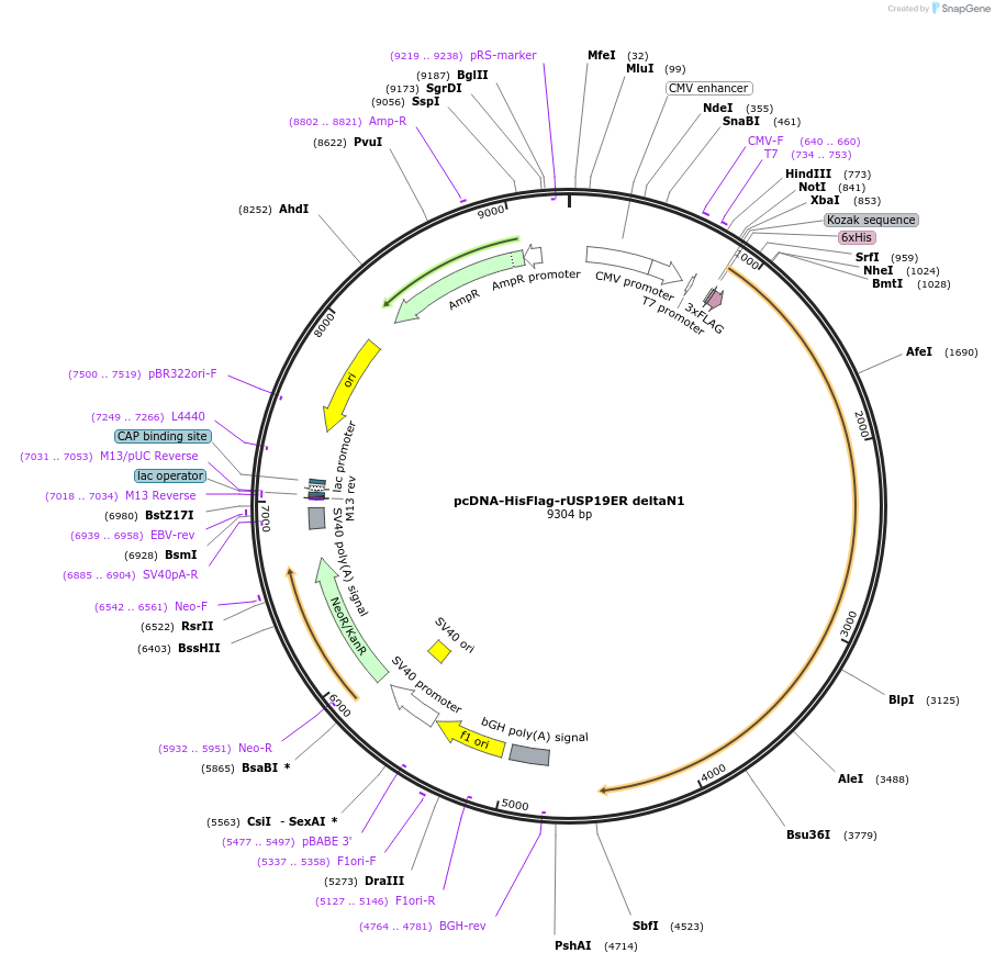 155241-plasmid-map-sequence-id-311860
