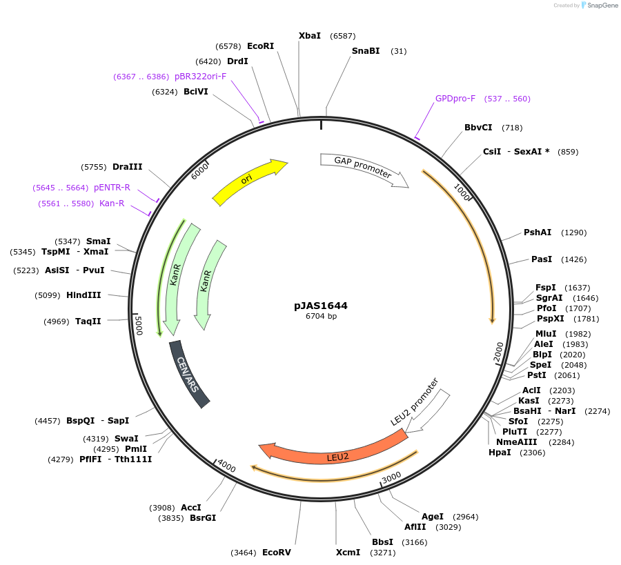 158592-plasmid-map-sequence-id-311863