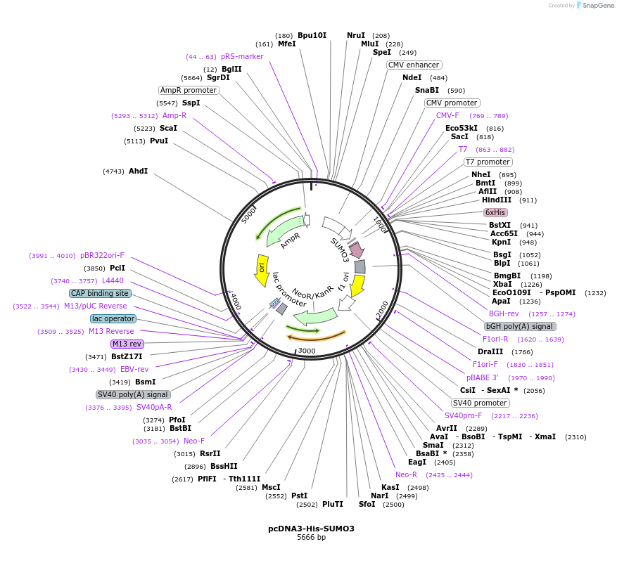 159325-plasmid-map-sequence-id-311868