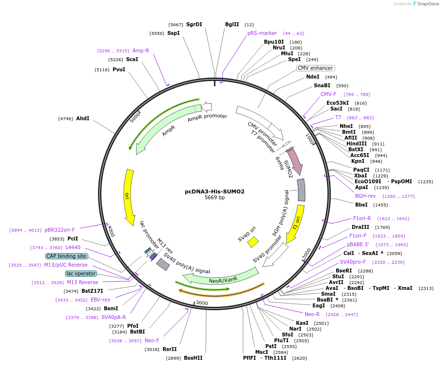 159324-plasmid-map-sequence-id-311873