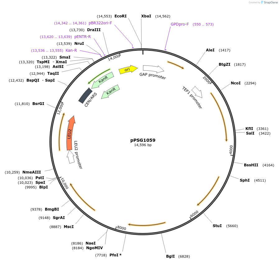 158595-plasmid-map-sequence-id-311874