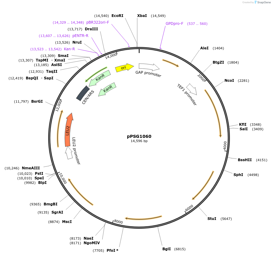 158596-plasmid-map-sequence-id-311875