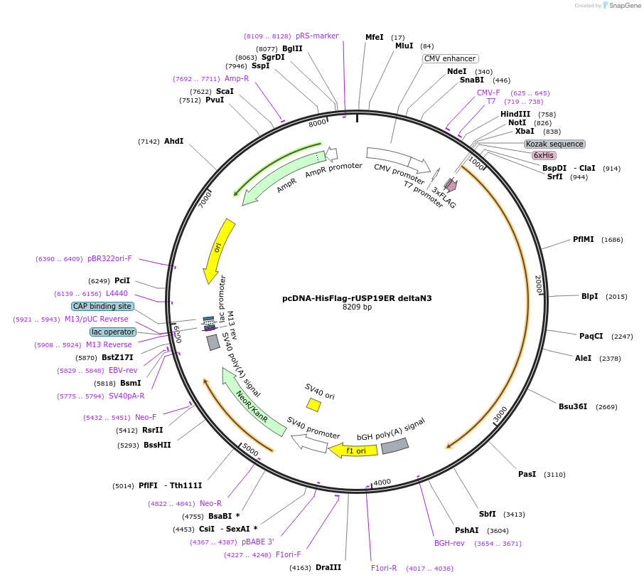 155243-plasmid-map-sequence-id-311880