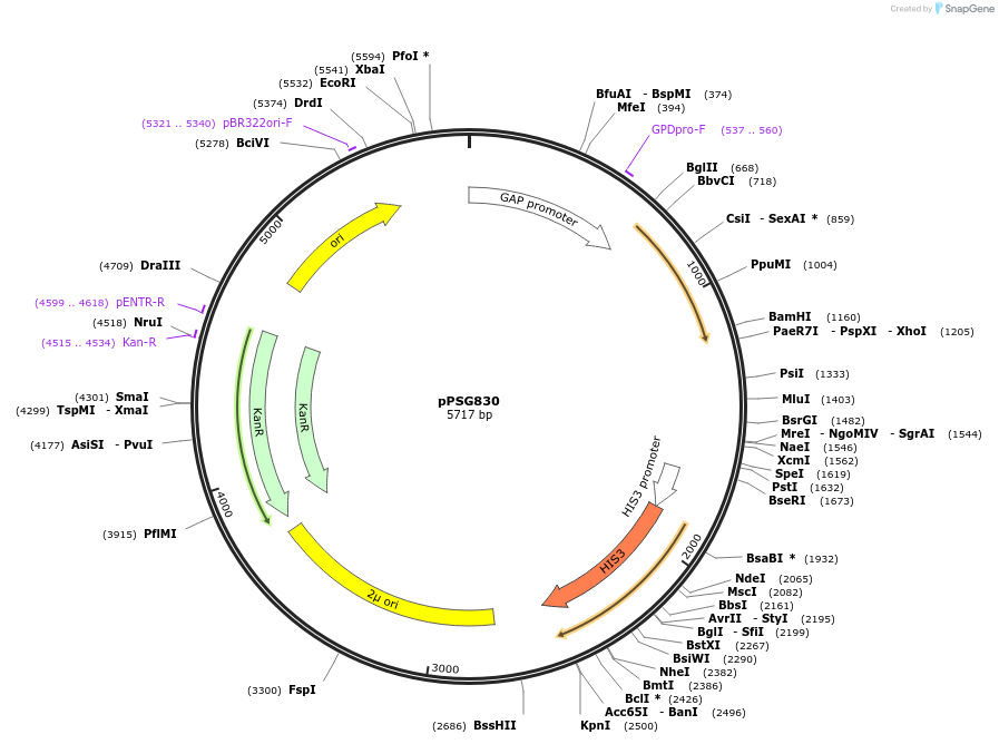 158601-plasmid-map-sequence-id-311901