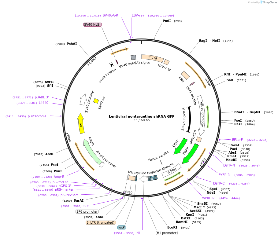 155285-plasmid-map-sequence-id-311904