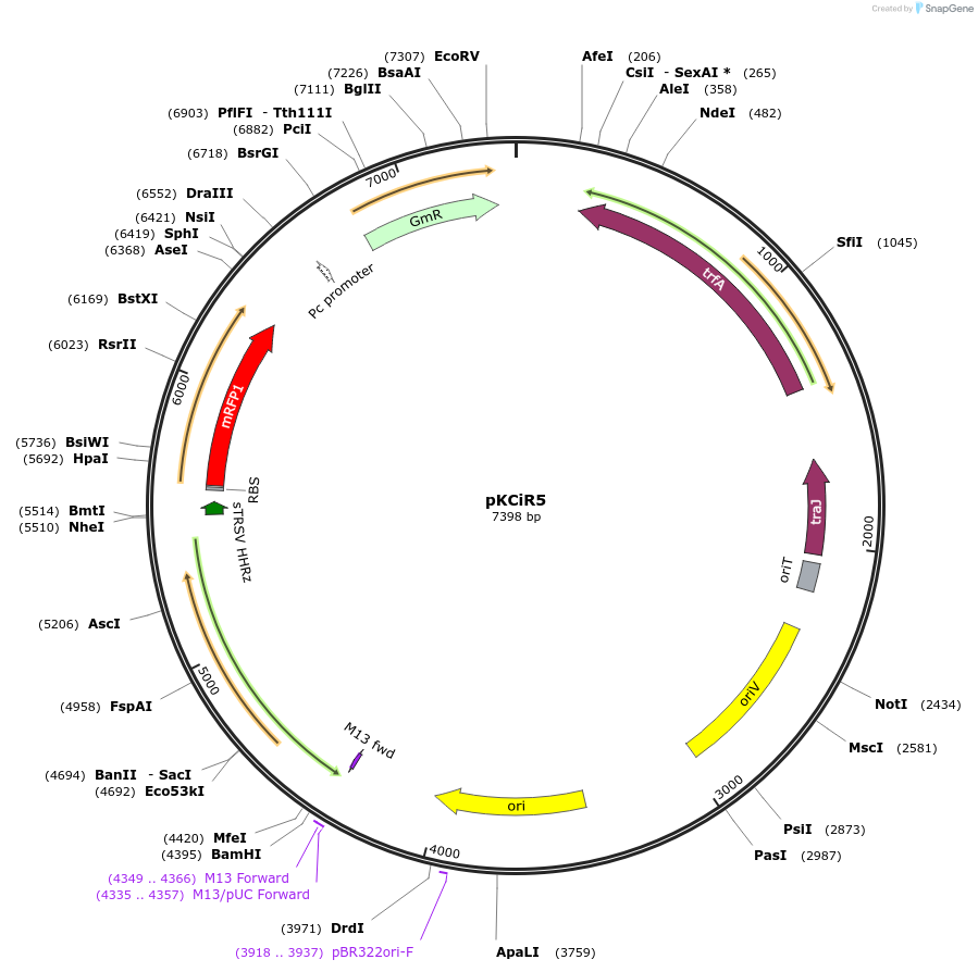 149462-plasmid-map-sequence-id-311916