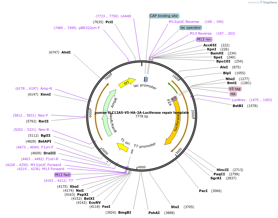 158576-plasmid-map-sequence-id-311917