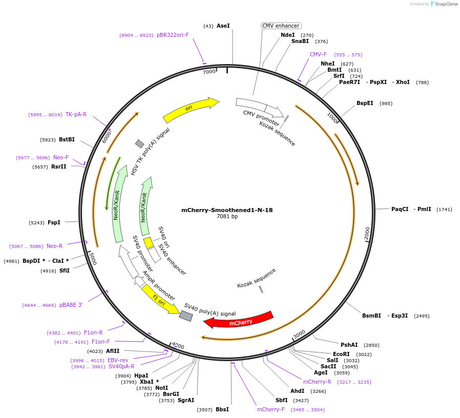55134-plasmid-map-sequence-id-311919