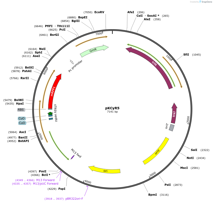 149463-plasmid-map-sequence-id-311922