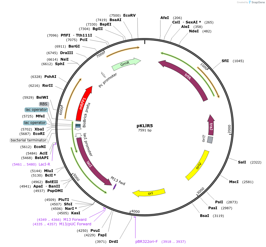 149464-plasmid-map-sequence-id-311926