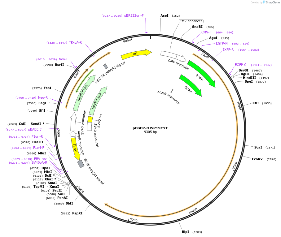 155248-plasmid-map-sequence-id-311946