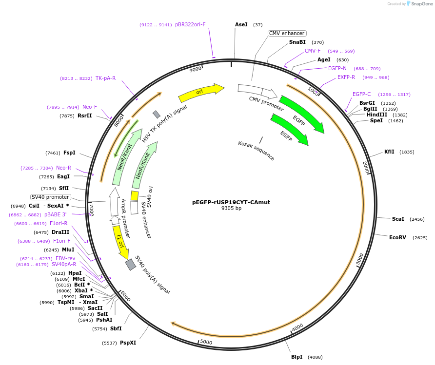 155250-plasmid-map-sequence-id-311949