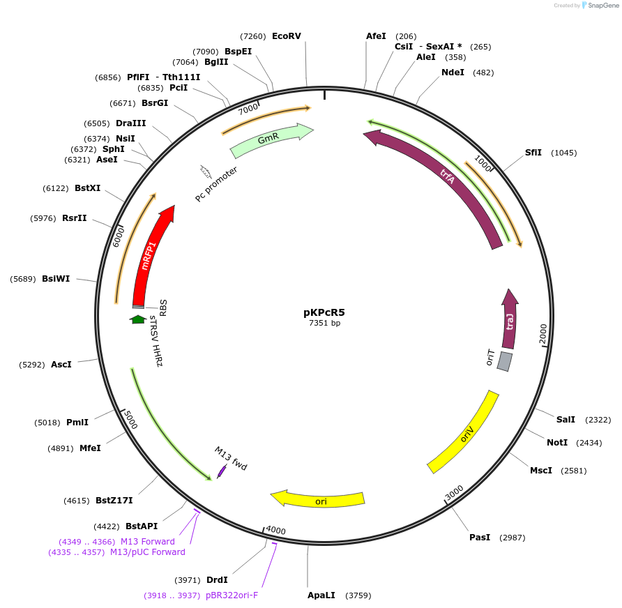 149467-plasmid-map-sequence-id-311958