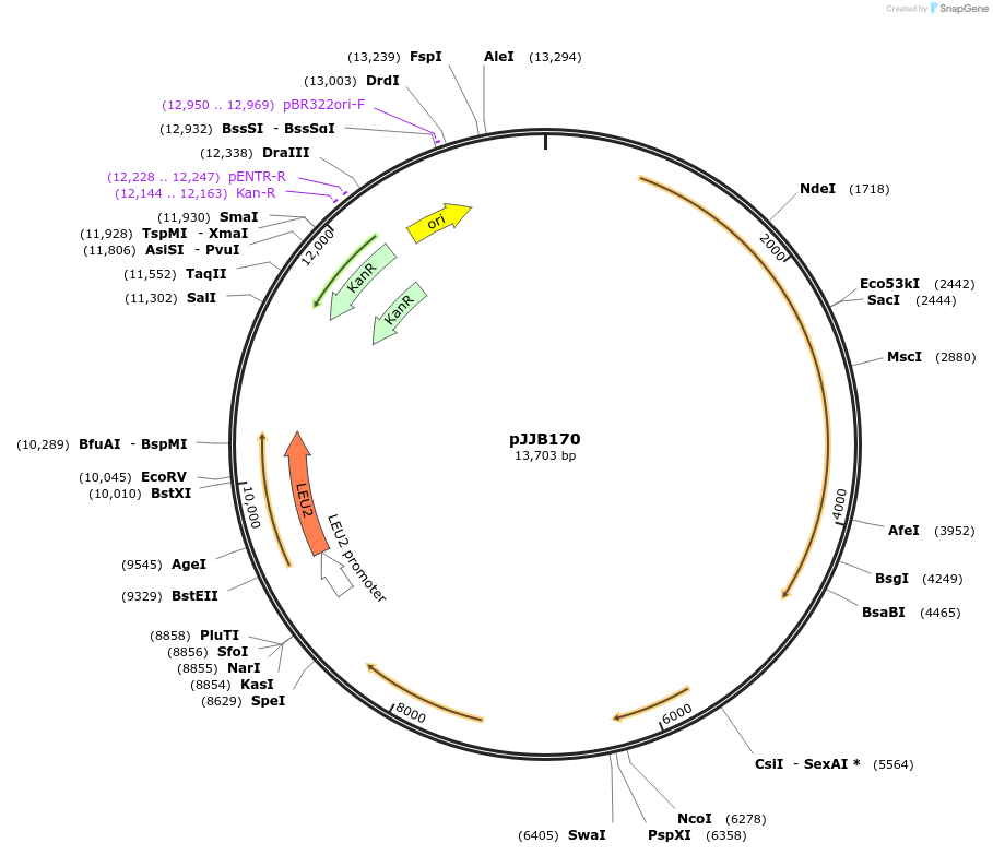 158600-plasmid-map-sequence-id-311960