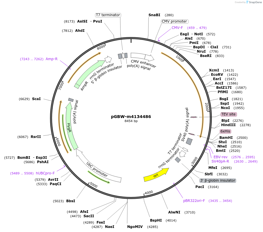 152280-plasmid-map-sequence-id-311975