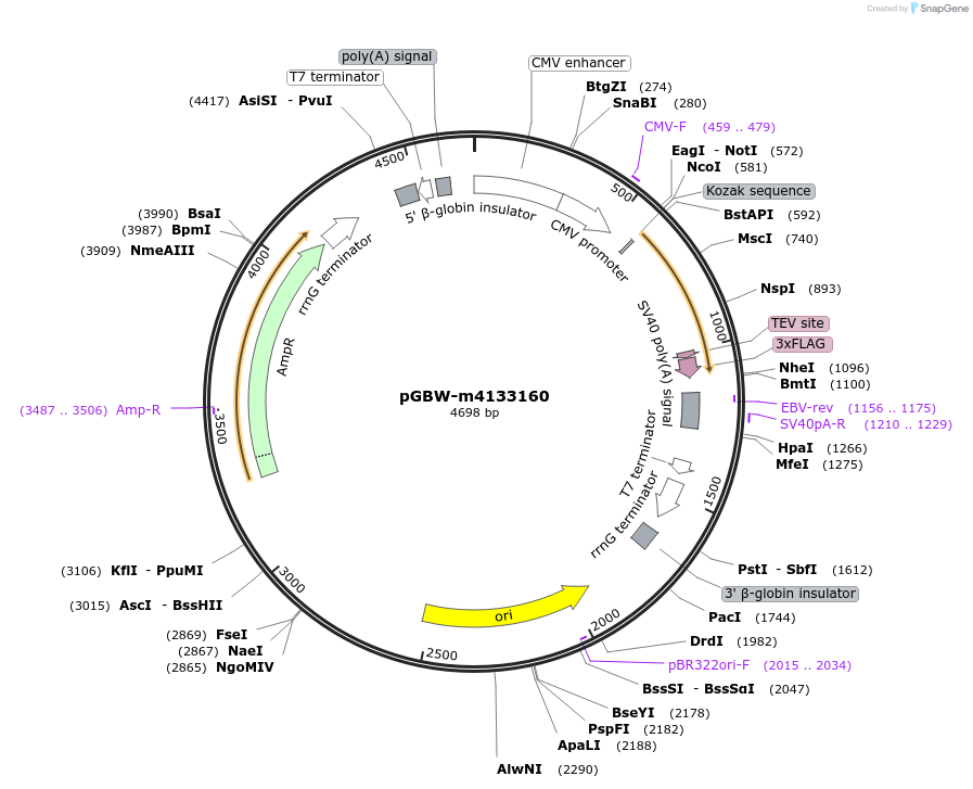 152281-plasmid-map-sequence-id-311976