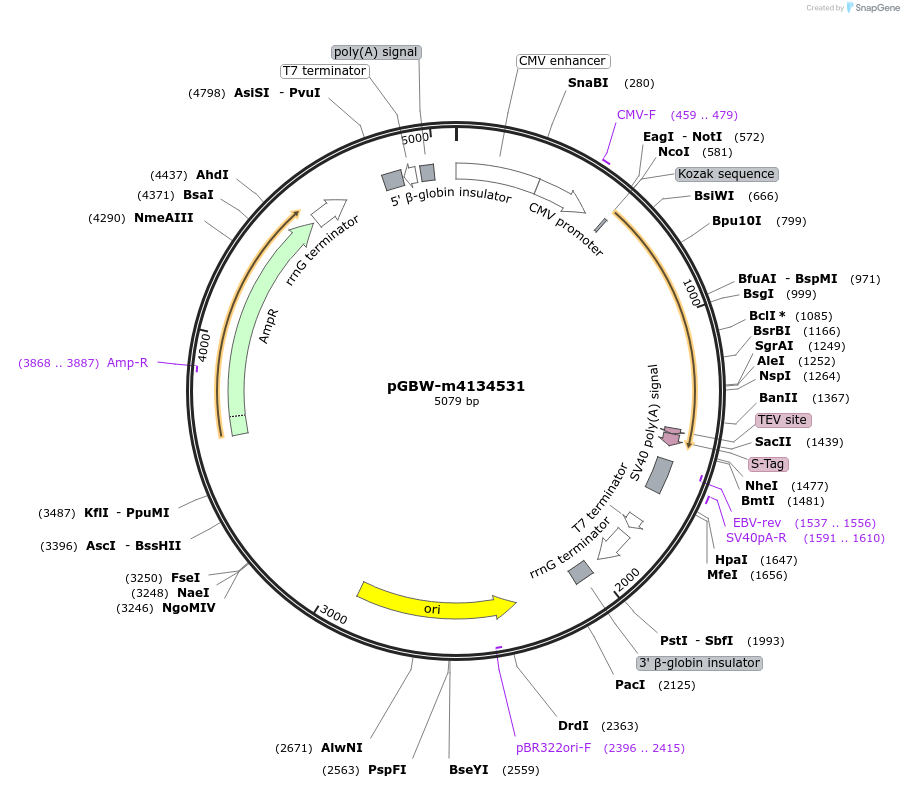 152284-plasmid-map-sequence-id-311980
