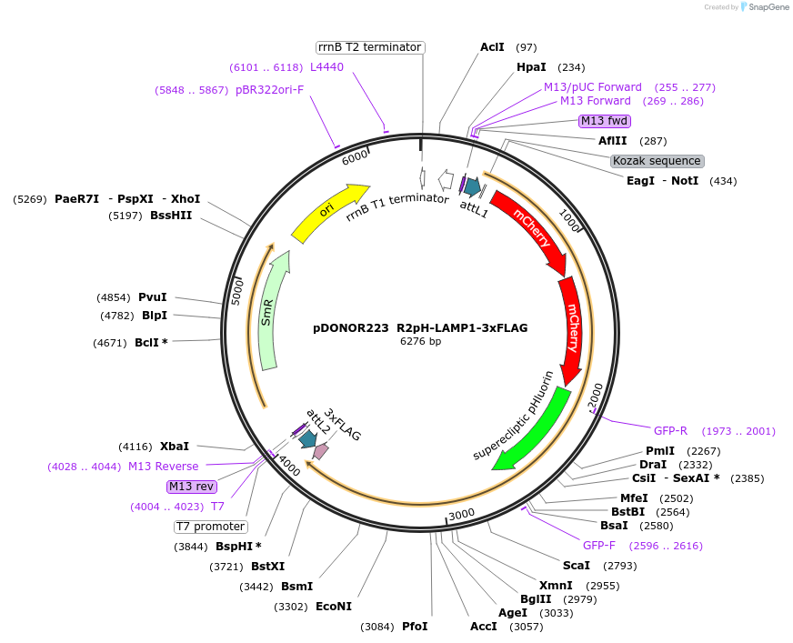 157941-plasmid-map-sequence-id-311981
