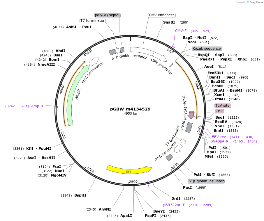 152289-plasmid-map-sequence-id-311985