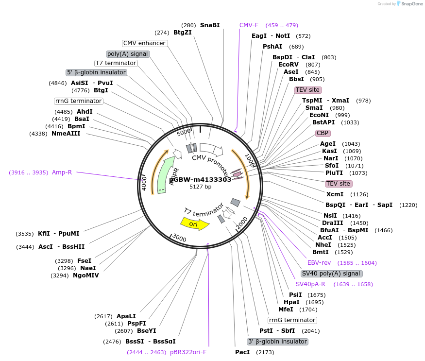152291-plasmid-map-sequence-id-311986