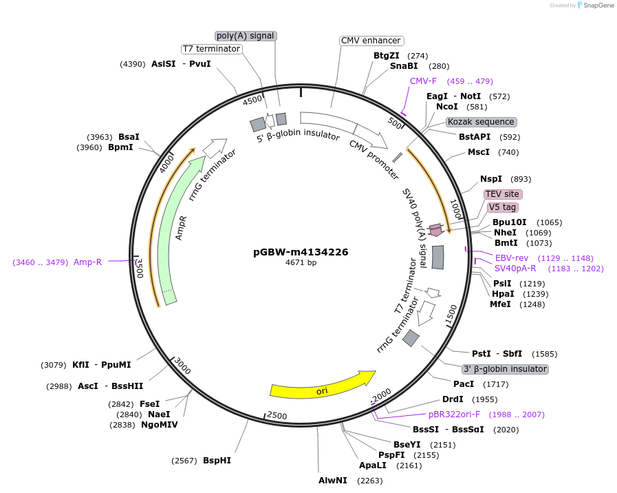 152294-plasmid-map-sequence-id-311990