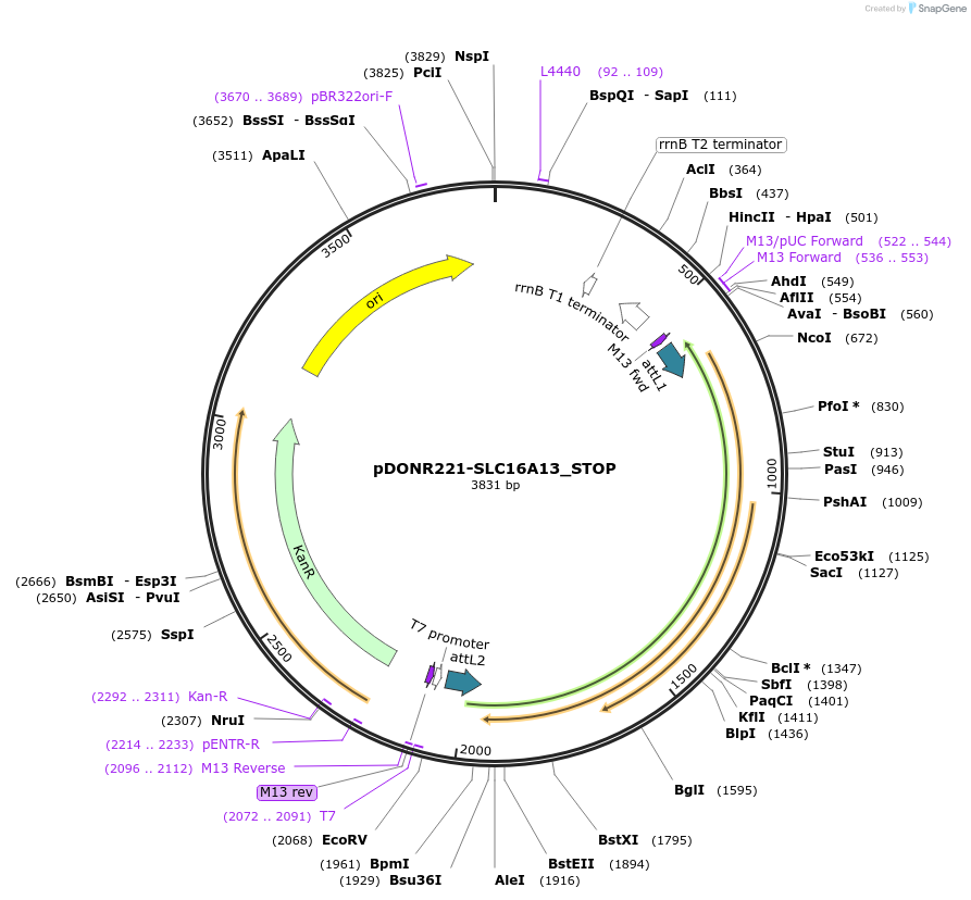 161041-plasmid-map-sequence-id-312016