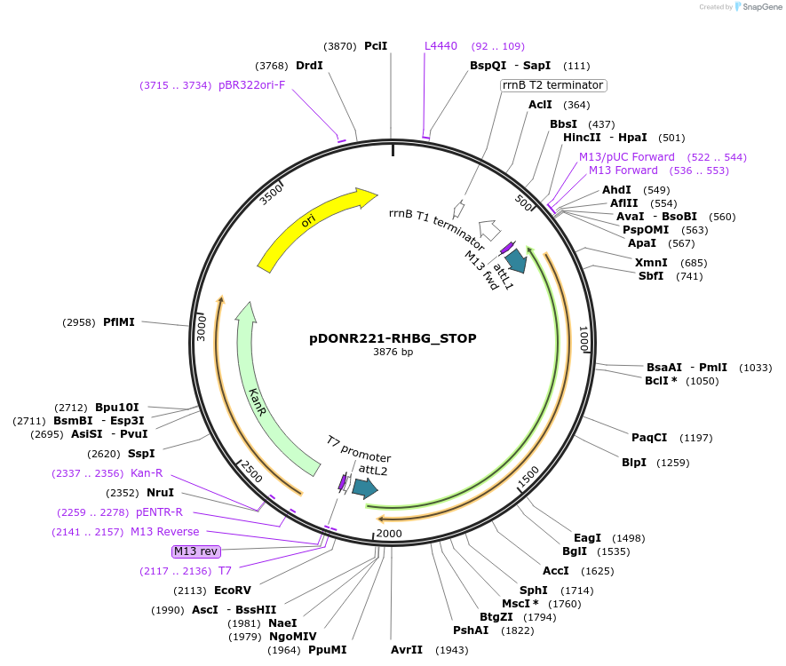 161049-plasmid-map-sequence-id-312032