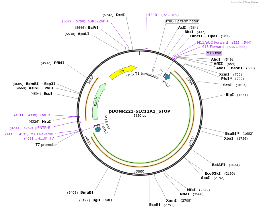 161062-plasmid-map-sequence-id-312058